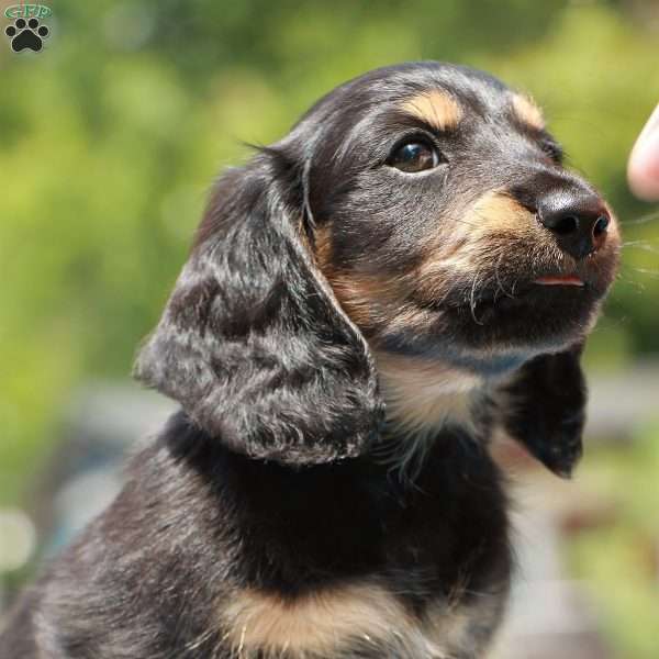 Bruce  – Mini, Dachshund Puppy